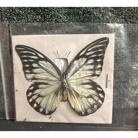 Vintage Pair of Butterfly Specimen for Projects, Art , Framing - Picture 3 of 7